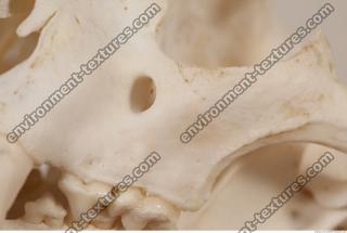 photo reference of skull 0061